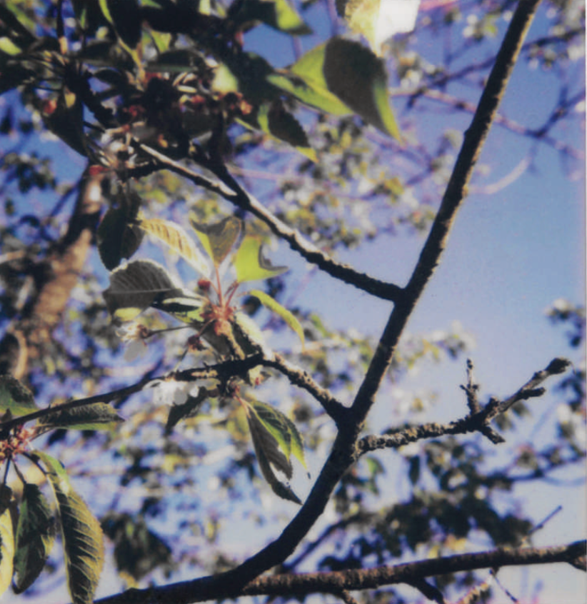 Slow instant photography and poetry workshop