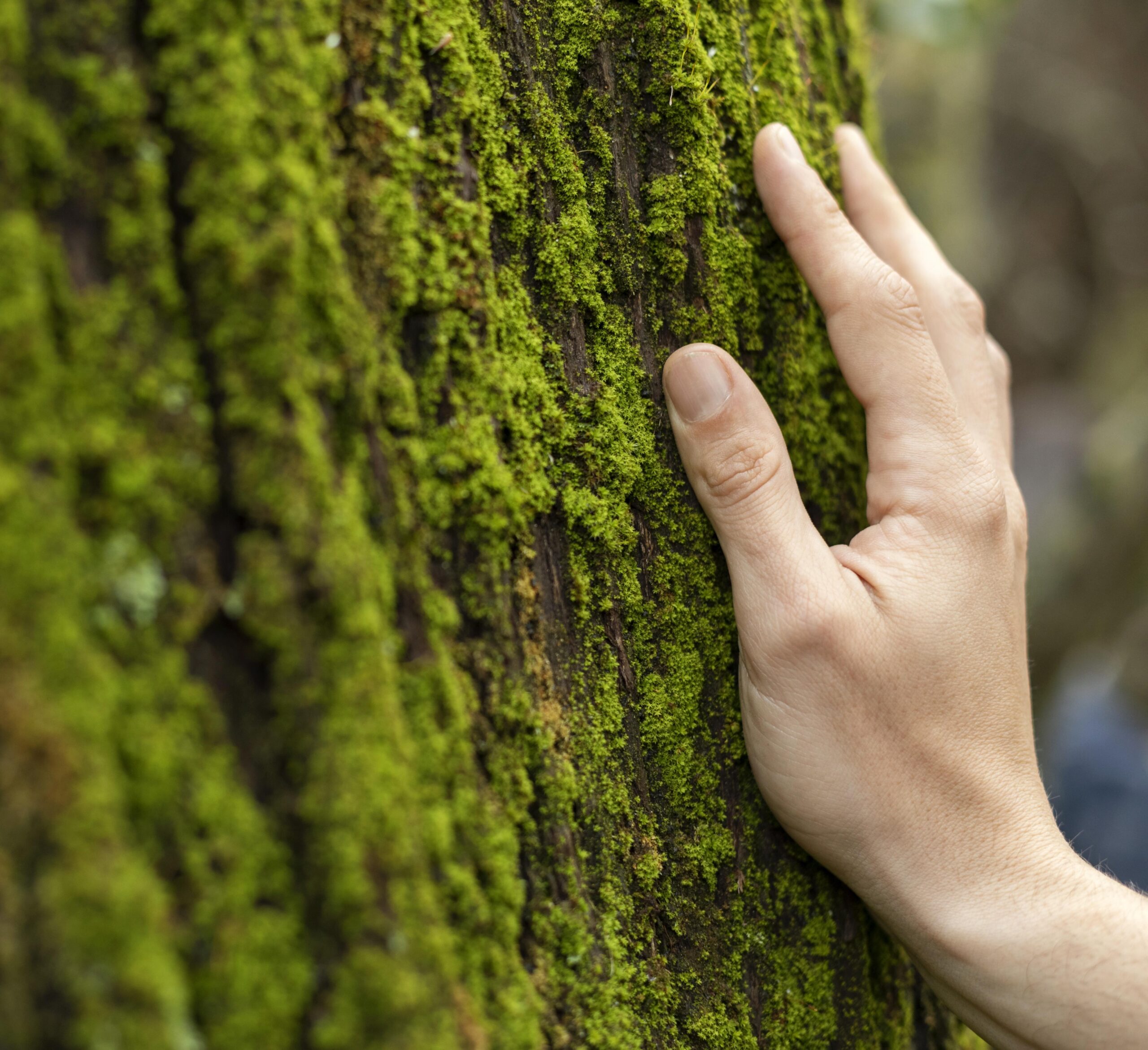 A hand resting on moss-covered bark